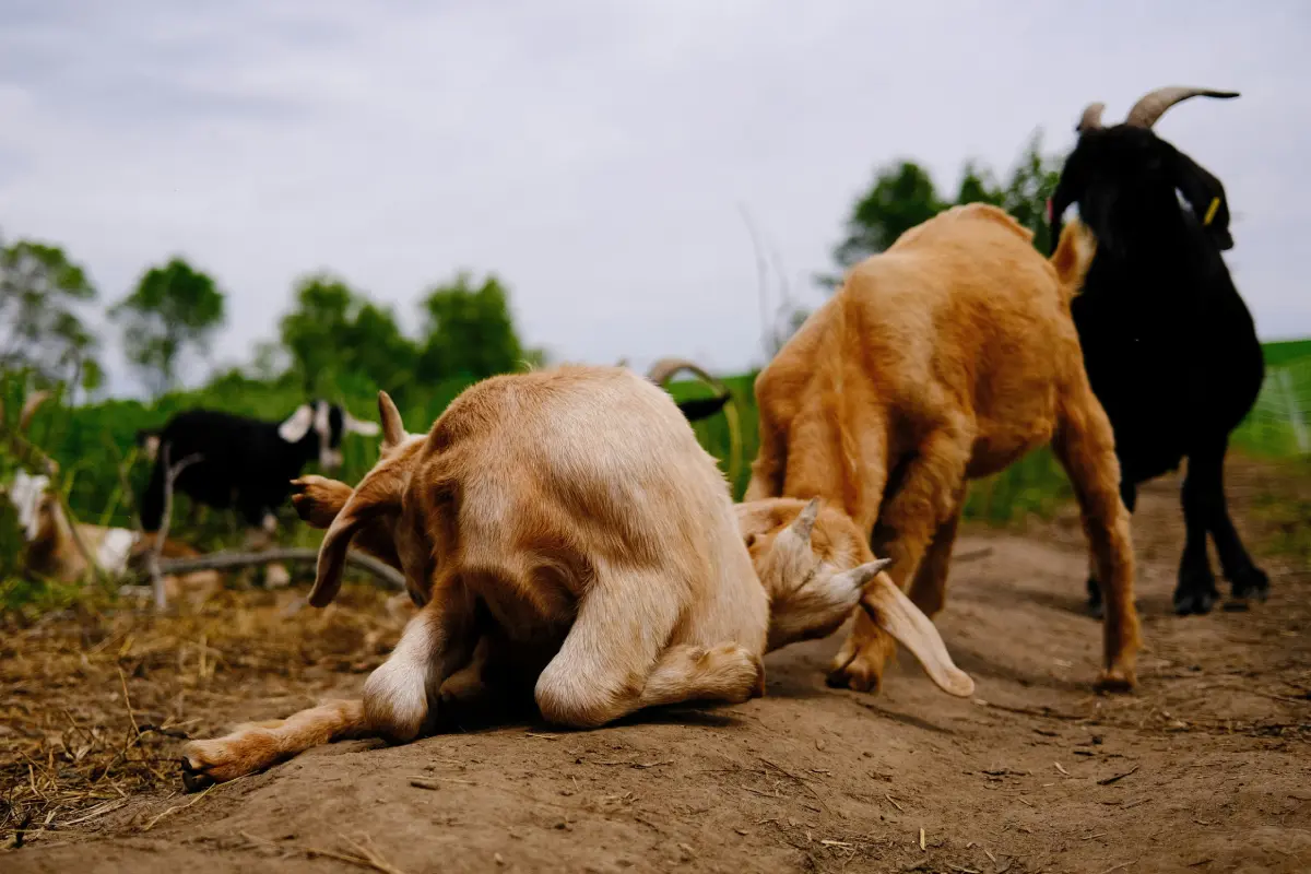 농작물·가축피해